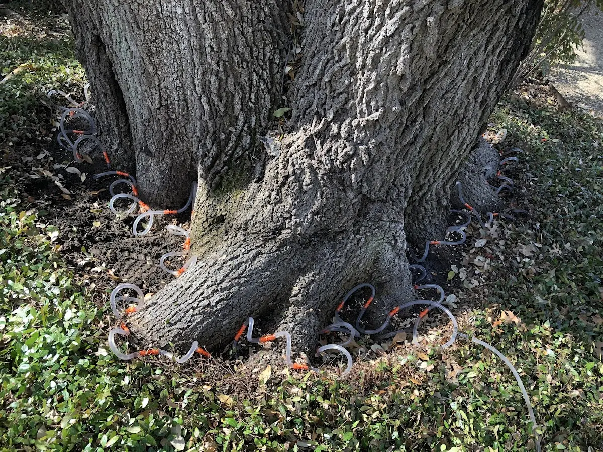 Detailed Tree Cabling and Bracing job site in Russia